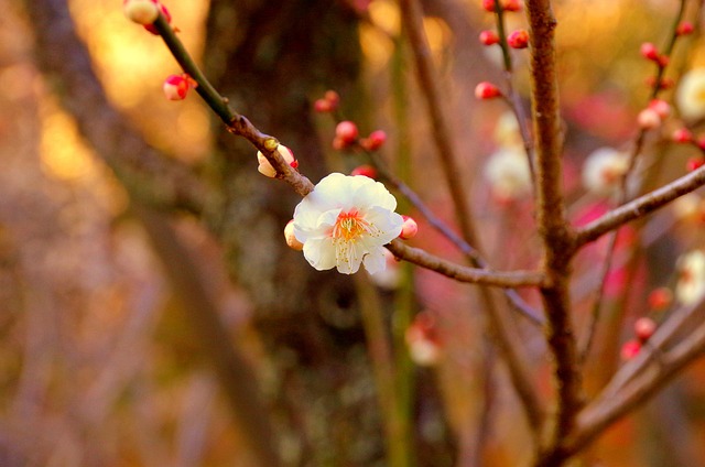 梅花 日本 鲜花 - 上的免费照片