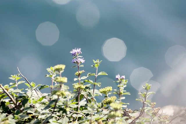 濱海植物 紫色 散景 - 上的免费照片