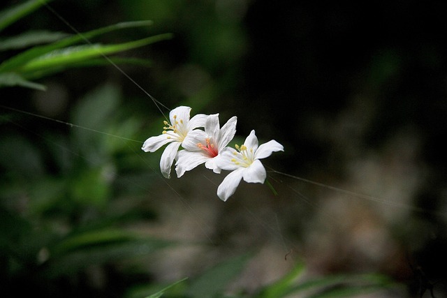 油桐花 白色 花心 - 上的免费照片