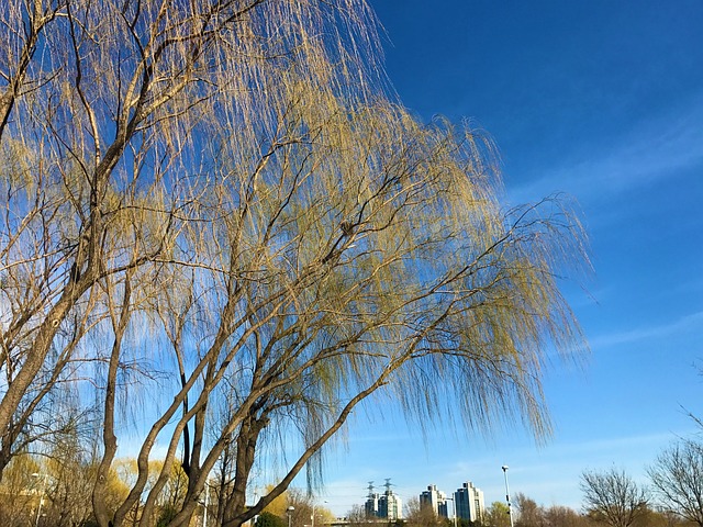 Zhongguancun Willow Spring- - 上的免费照片