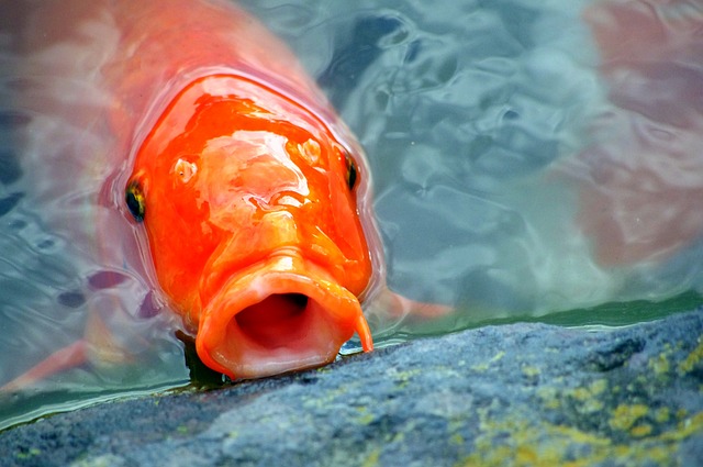 鲤鱼 日本 鱼 - 上的免费照片