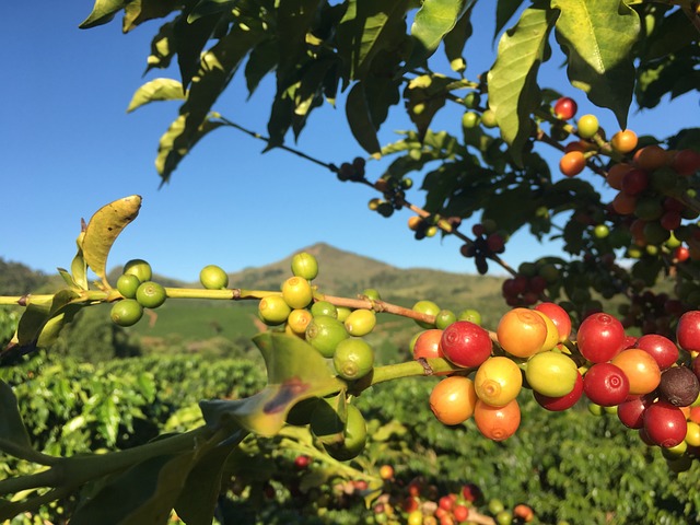 咖啡 植物 红咖啡 - 上的免费照片