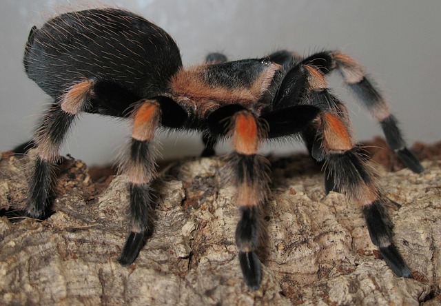 蜘蛛 Brachypelma史密斯 - 上的免费照片