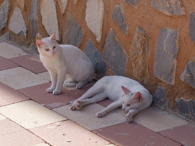 猫 白色的猫 流浪 - 上的免费照片