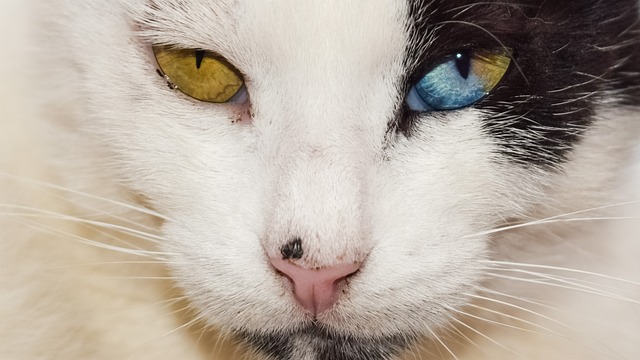 眼睛 奇怪的 猫 - 上的免费照片