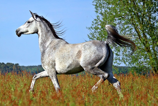 马 模具 纯种阿拉伯 - 上的免费照片