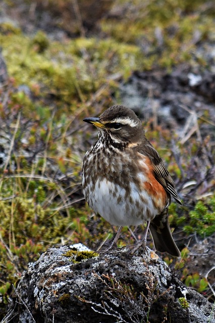 Turdus Iliacus 画眉 红翼 - 上的免费照片