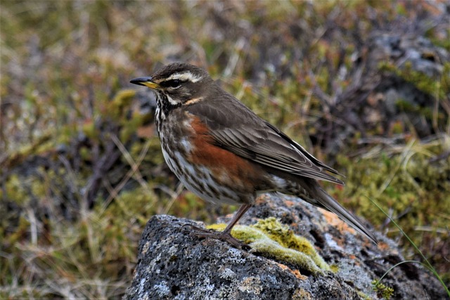 Turdus Iliacus 画眉 红翼 - 上的免费照片