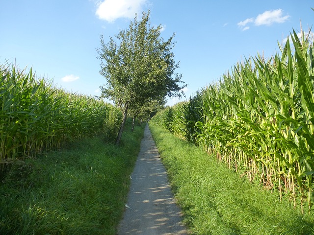 玉米 小路 泥路 - 上的免费照片