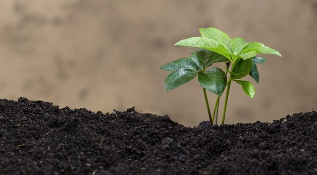 绿色的植物 生物 生态 - 上的免费照片