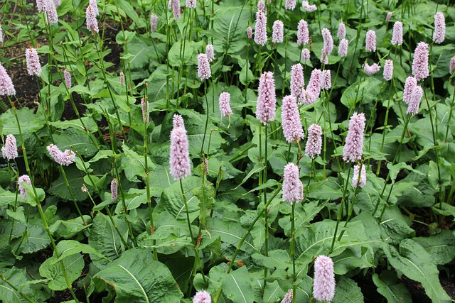 Persicaria 共同Bistort 花 - 上的免费照片