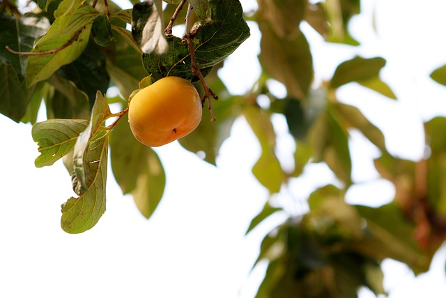 甜柿 柿子树 水果 - 上的免费照片