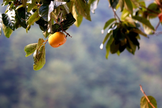 甜柿 柿子树 水果 - 上的免费照片