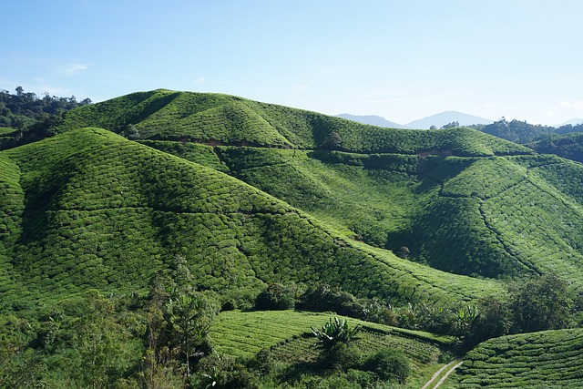 茶 卡梅隆高原 - 上的免费照片