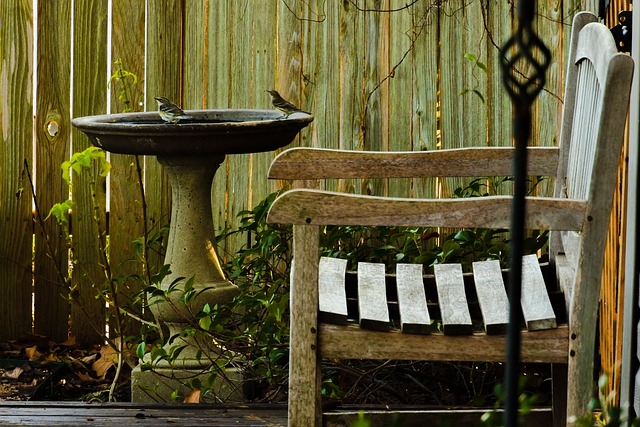 黄Rumpedwablers 水钵 鸟类 - 上的免费照片
