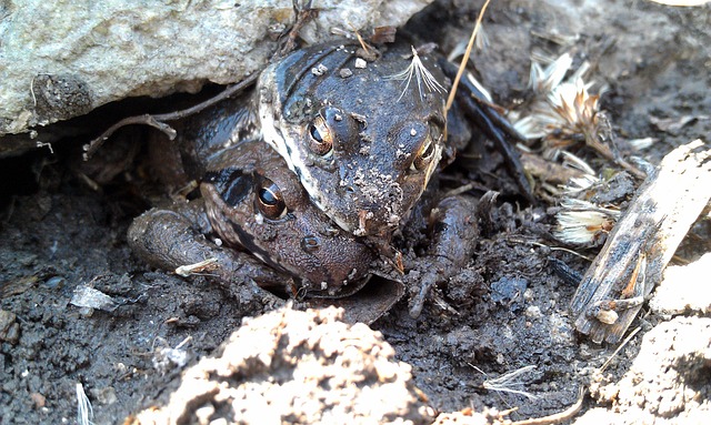 沼地的青蛙 Amplexus 青蛙 - 上的免费照片