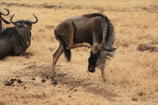 Gnu 非洲 苹果浏览器 - 上的免费照片