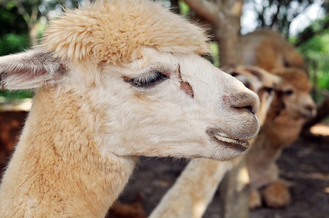 駱馬 動物 動物園 - 上的免费照片