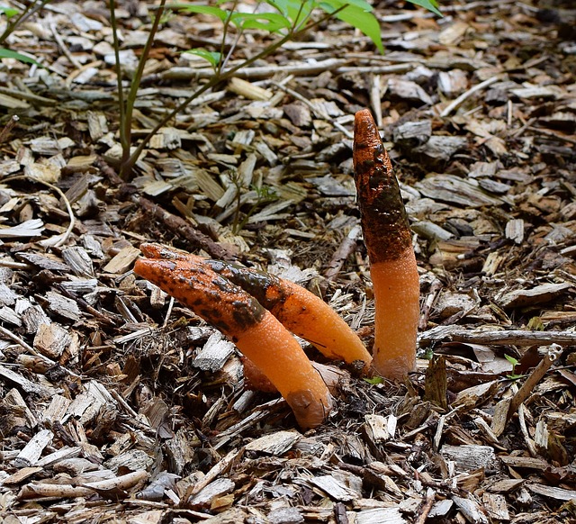 成熟Stinkhorn菌分组 Mutinus线虫 子实体与泥 - 上的免费照片