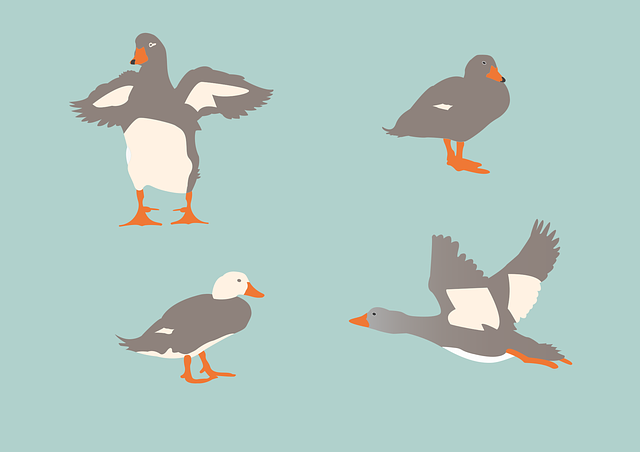 鸭子 鸟类 动物 - 免费矢量图形