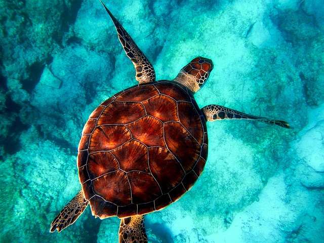 海 龟 潜水 - 上的免费照片