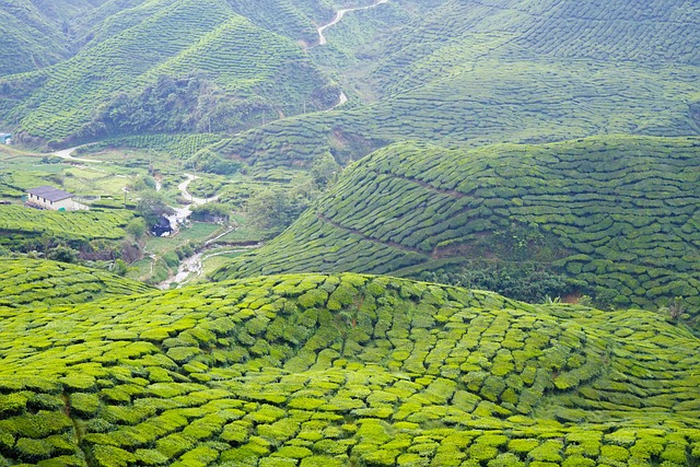 茶 卡梅隆高原 马来西亚 - 上的免费照片