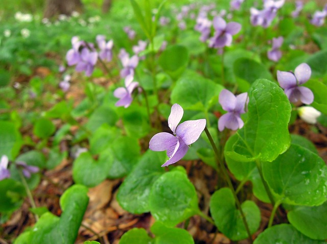 紫色 Viola 花朵 - 上的免费照片