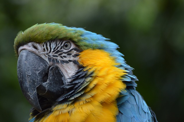Blauwegele Ara 鹦鹉 鸟 - 上的免费照片