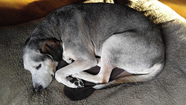 狗 宠物 狗床 - 上的免费照片