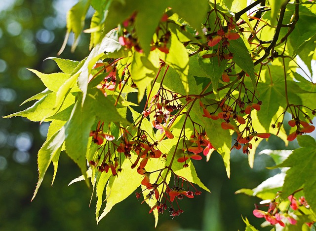 绿日本枫树 花序 植物园 - 上的免费照片