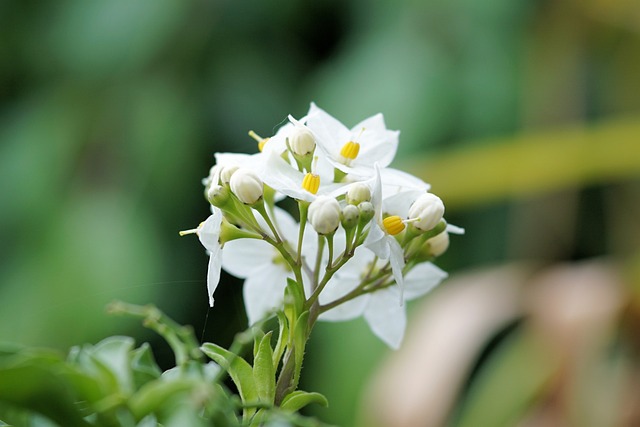 茉莉花葵 花 开花 - 上的免费照片