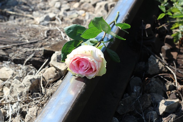 停止青少年自杀的 白色的粉红色的玫瑰 铁路 - 上的免费照片