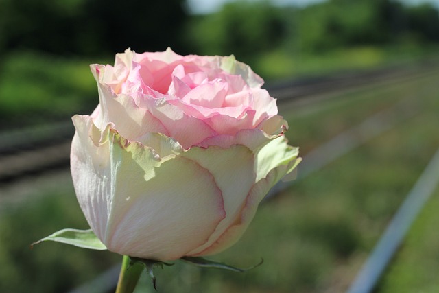 白色的粉红色的玫瑰 铁路 阻止儿童自杀 - 上的免费照片