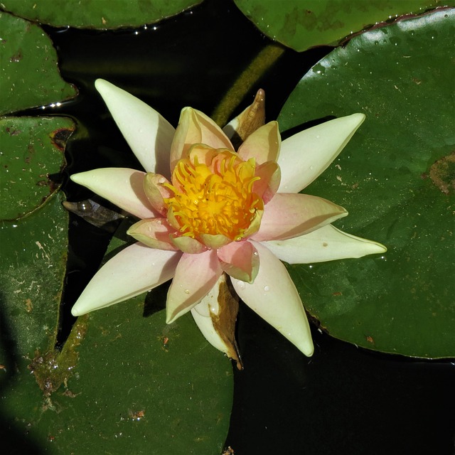 礼来垫 黄色 花 - 上的免费照片