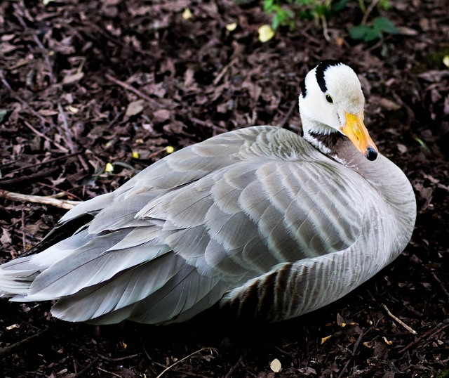 斑头鹅 鸟 鹅 - 上的免费照片