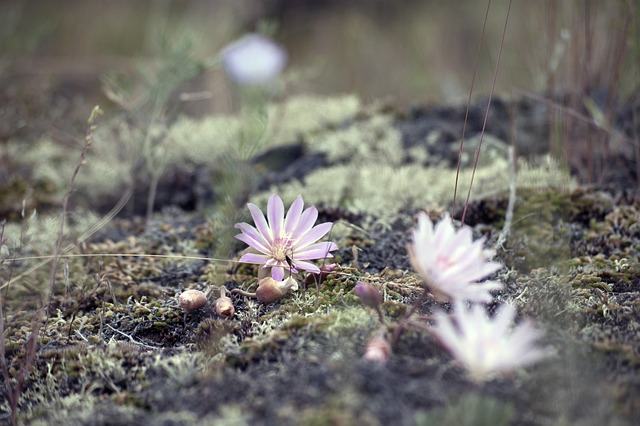 花 野花 自然 - 上的免费照片