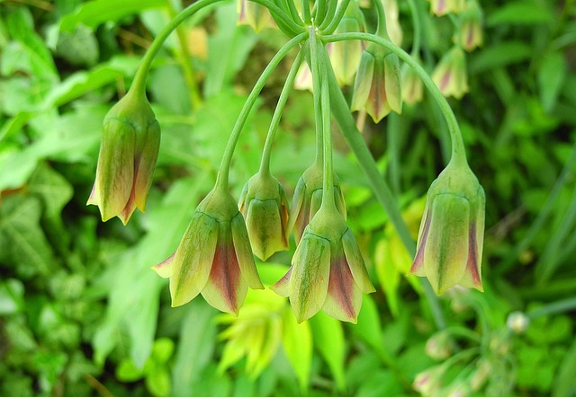 保加利亚花蜜洋葱 Díszhagyma Nectaroscordum - 上的免费照片