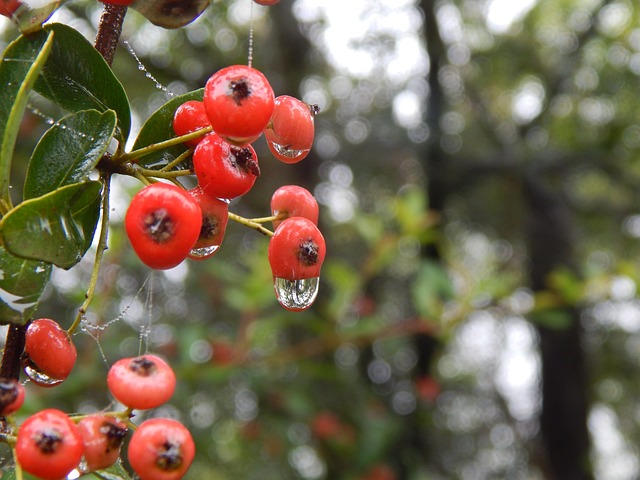 森林 莓果 雨 - 上的免费照片