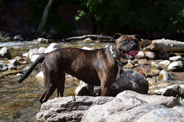 斯塔福德郡斗牛犬 斗牛犬 Brindle - 上的免费照片