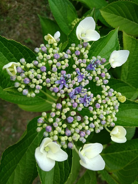 花 紫陽花 梅雨時 - 上的免费照片