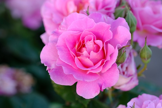 玫瑰 粉色的 粉红玫瑰 - 上的免费照片