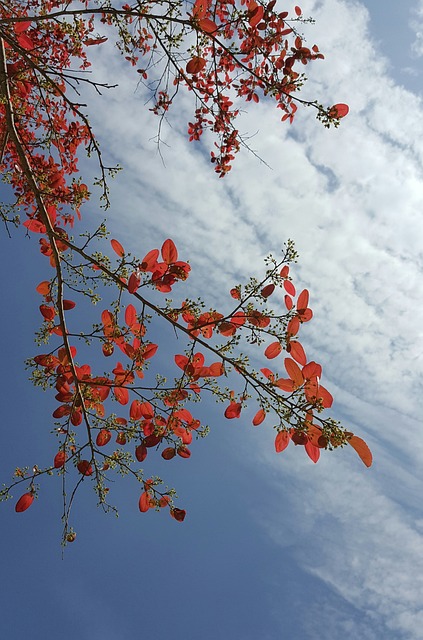 春天 紅葉 清晨 - 上的免费照片