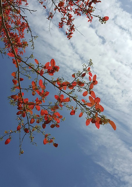 春天 紅葉 清晨 - 上的免费照片