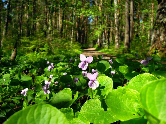 紫色 Viola 花朵 - 上的免费照片