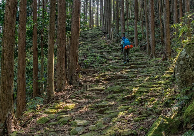 熊野古道 徒步旅行 青苔 - 上的免费照片