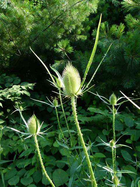 Teasel Teazel Teazle - 上的免费照片