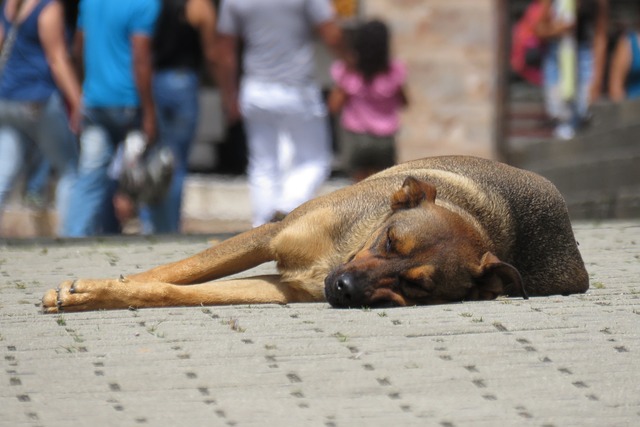 狗 街道地图 犬类 - 上的免费照片