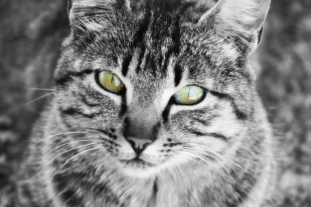 猫 眼睛 晶须 - 上的免费照片