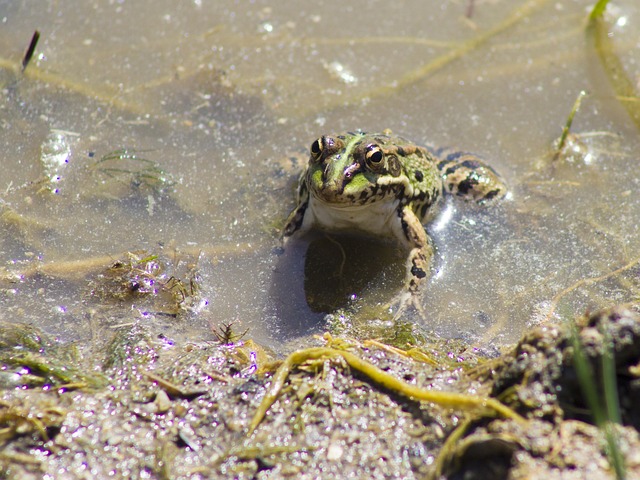 青蛙 巴特拉奇安 水 - 上的免费照片