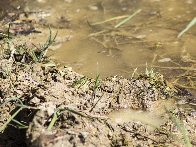 青蛙 巴特拉奇安 水 - 上的免费照片